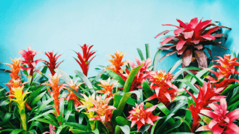 Bromeliad Care – Why Yours Keep Dying!