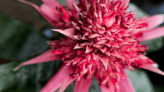Bromeliad Flower Spike