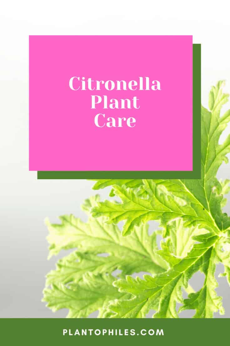 Citronella Plant Care