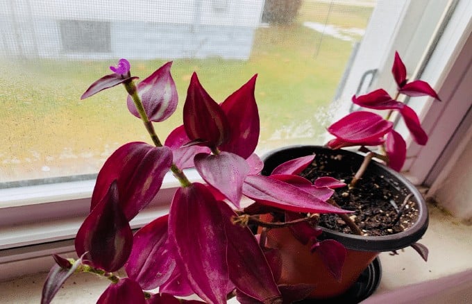 The Easiest Plants To Propagate The Wandering Jew