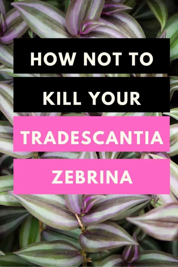 How not to kill your Tradescantia Zebrina (Wandering Jew)