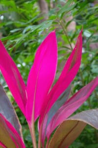 Fertilize Hawaiian Ti plants bi-weekly in the growing season