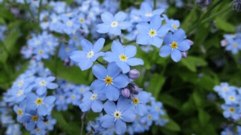 Forget-Me-Not Plant Care – My Best Secrets For Beginners
