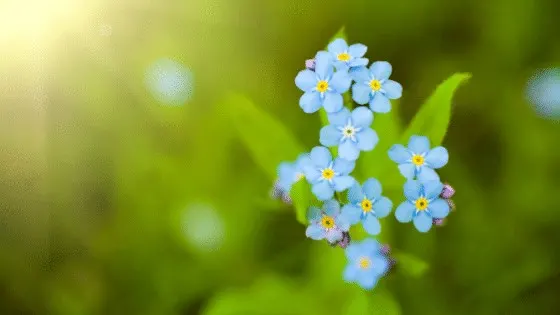 Forget-Me-Not Flowers are just stunningly beautiful