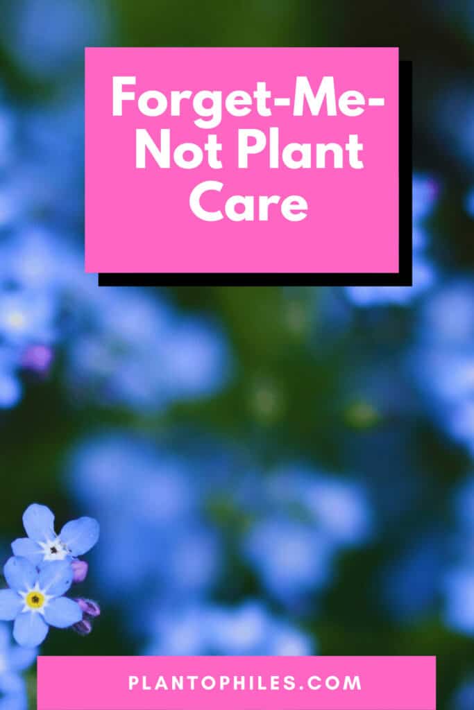 Forget-Me-Not Plant Care
