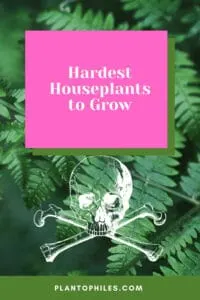Hardest Houseplants to Grow