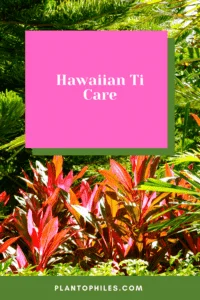 Hawaiian Ti Care