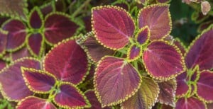 Purple Waffle Plant (Hemigraphis alternata)