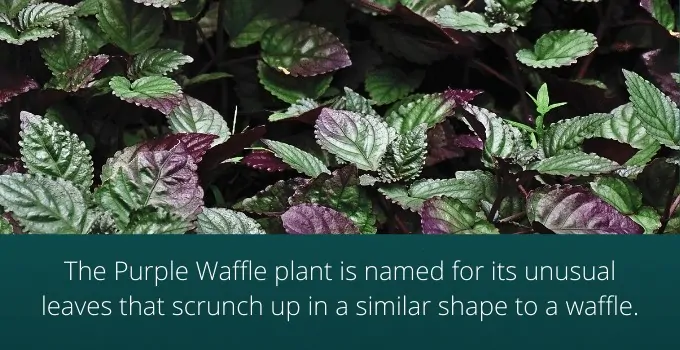 Purple Waffle Plant Name Origin