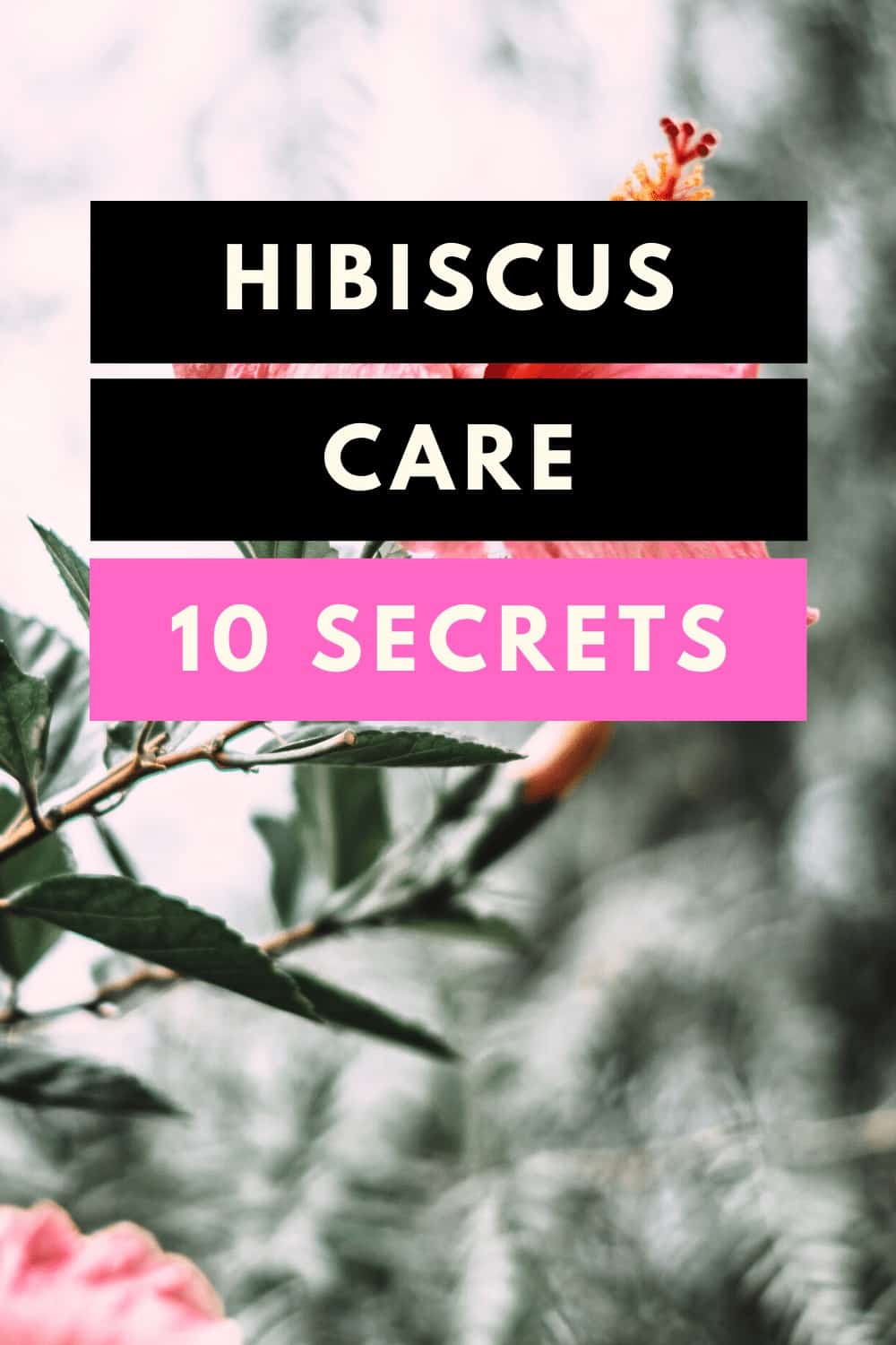Hibiscus Care - 10 Secrets