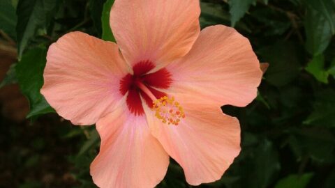 How to Grow and Care for the Hibiscus Plant – My Best Tips!