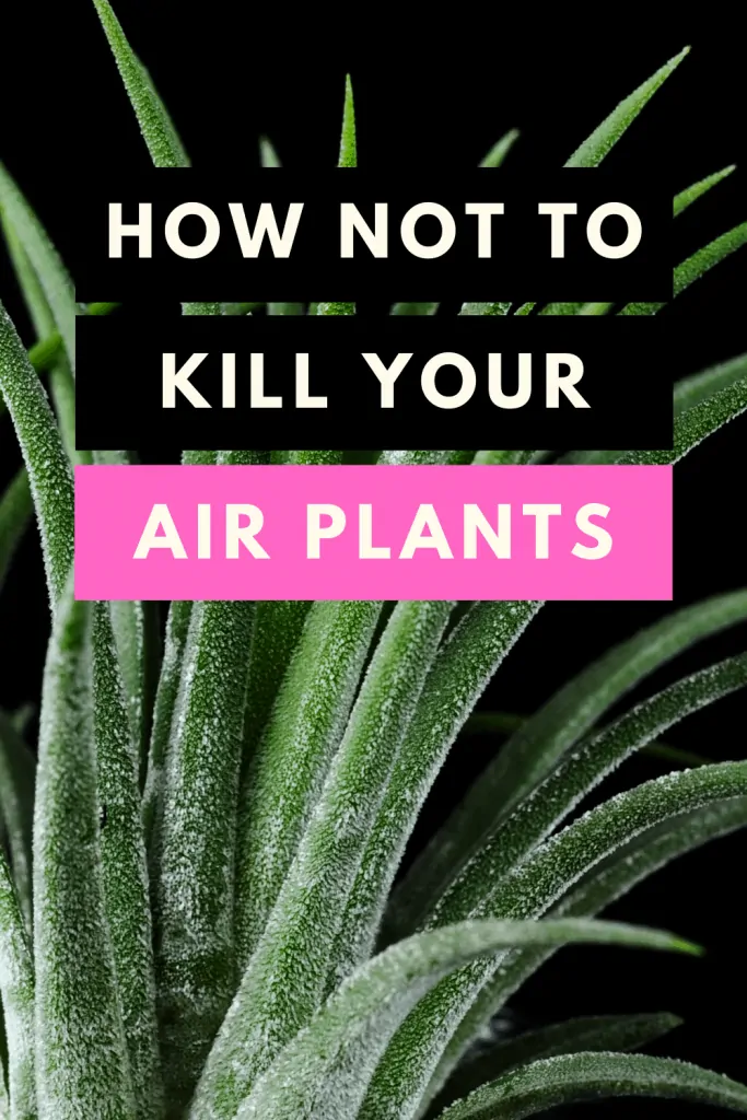 How NOT to kill your air plants
