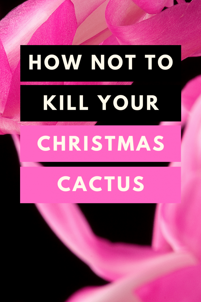 How Not To Kill Your Christmas Cactus
