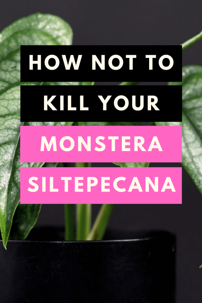 How Not To Kill Your Monstera Siltepecana