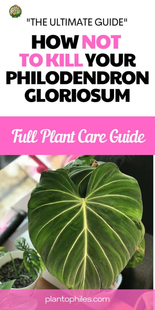 How to Grow a Philodendron gloriosum