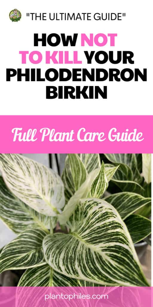 How Not to lose Your Philodendron Birkin