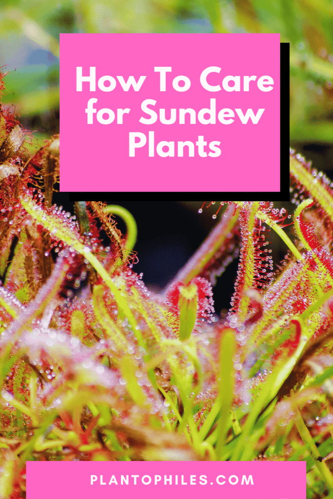 How To Care for Sundew Plants