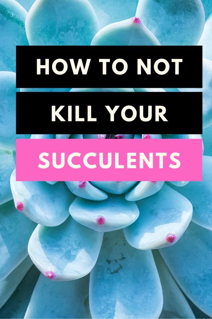 How to not kill your succulents
