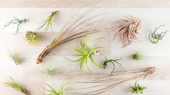 How to water Air Plants - Soak them and let them dry upside down