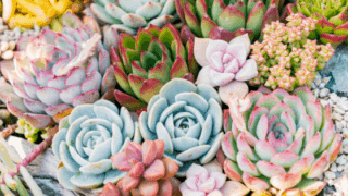 How to water succulents