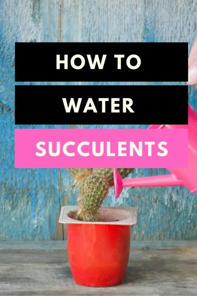 How to water succulents the right way