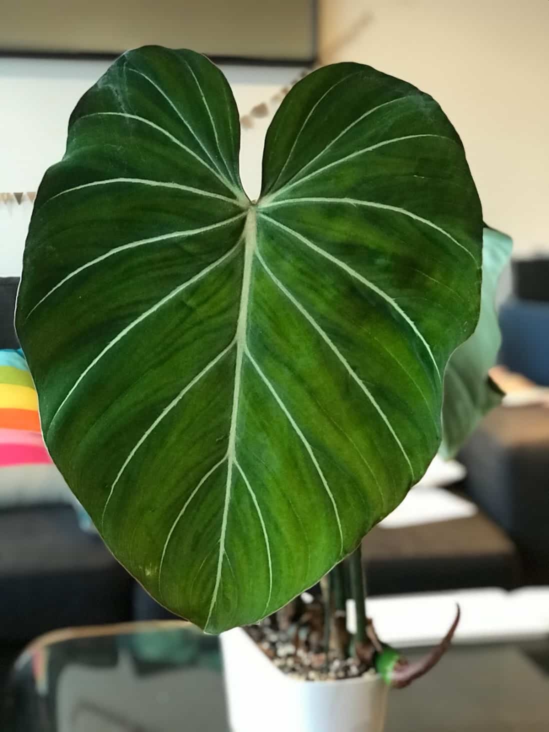 Philodendron Gloriosum - The last plant you will ever buy | Plantophiles