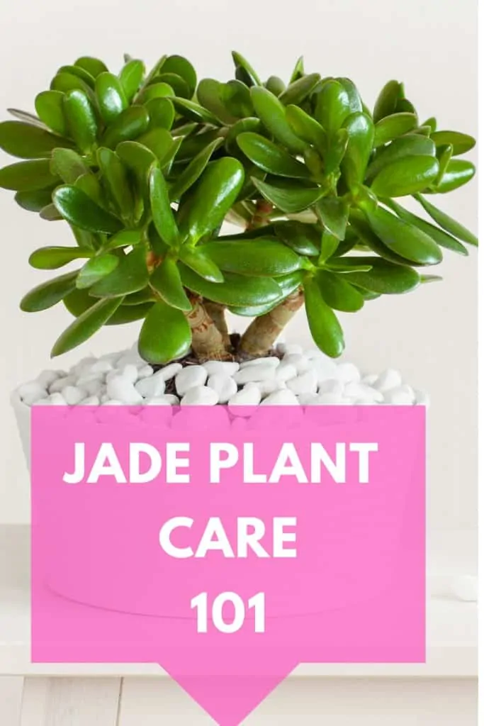 Jade Plant Care 101 Guide