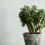 Jade Plant Care Best Tips 101