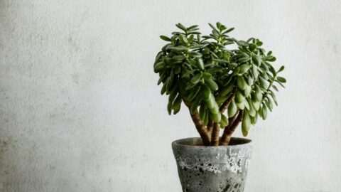 Jade Plant Care Best Tips 101