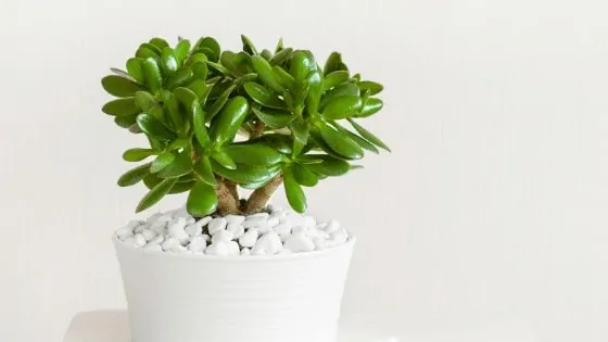 Jade Plant Care - These plants are easy to care for