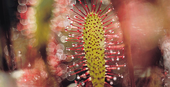 A Macro Shot of the Carnivorous Plant 