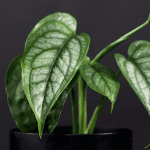 Monstera Siltepecana Plant Care Article