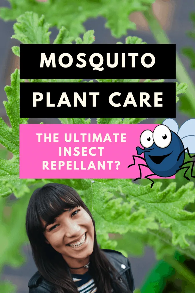 Mosquito Plant Insect Repellant