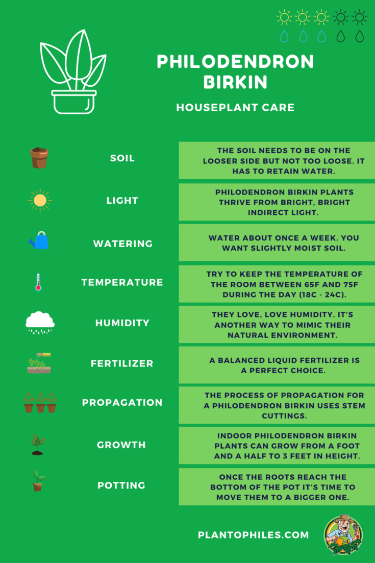 Philodendron birkin care sheet (infographic)