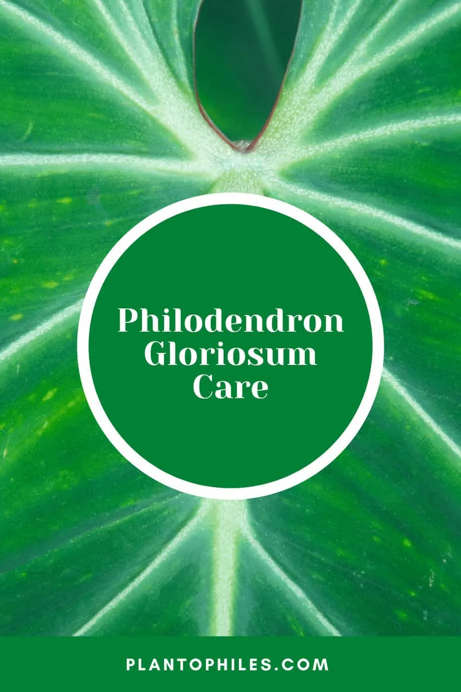 Philodendron Gloriosum Care