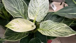 Philodendron birkin with intense variegation