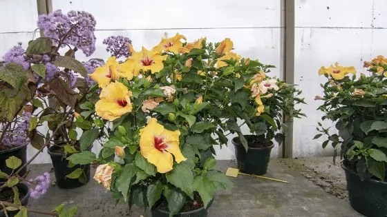 Potted up Hibiscus plants