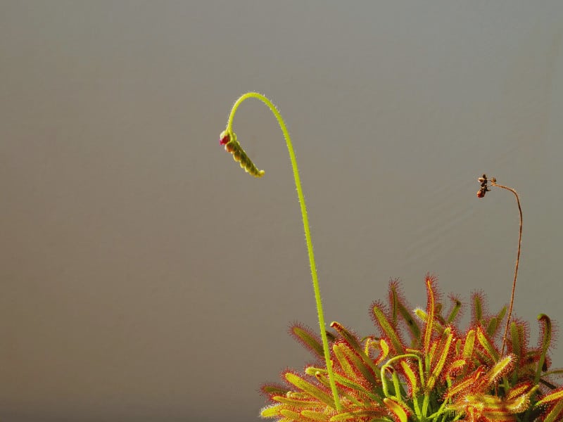 Potting mix for sundew plants needs to be extremely low in nutrients not to burn the plants