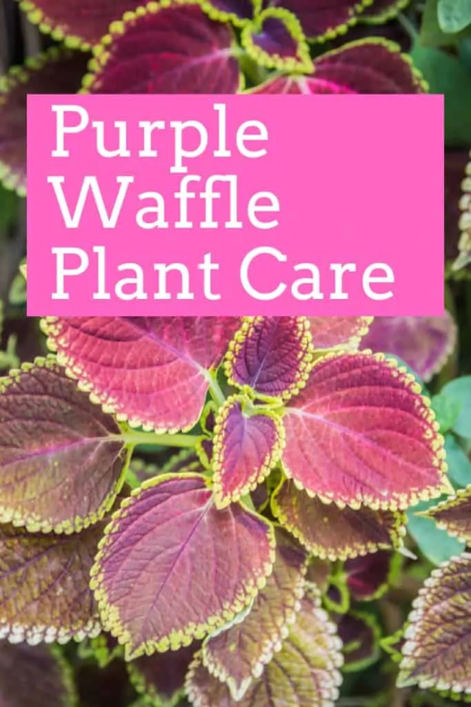 Purple Waffle Plant Care