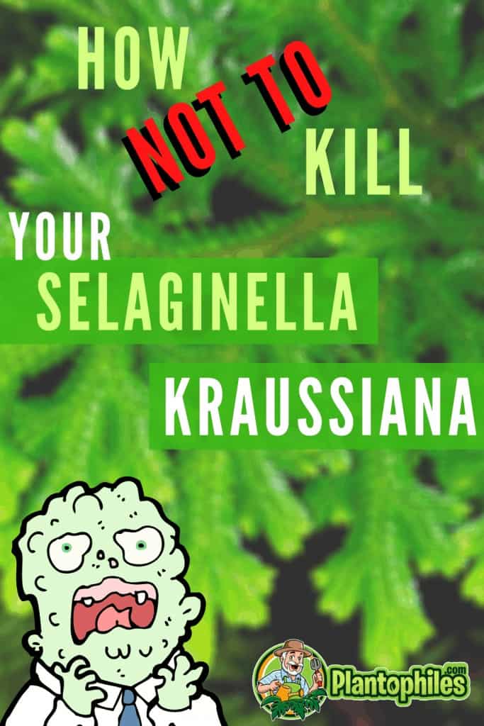 Selaginella kraussiana Care