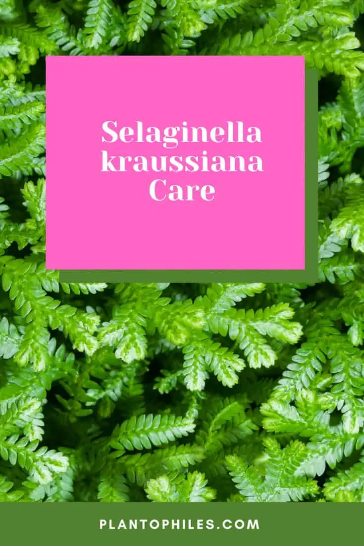 Selaginella kraussiana Care