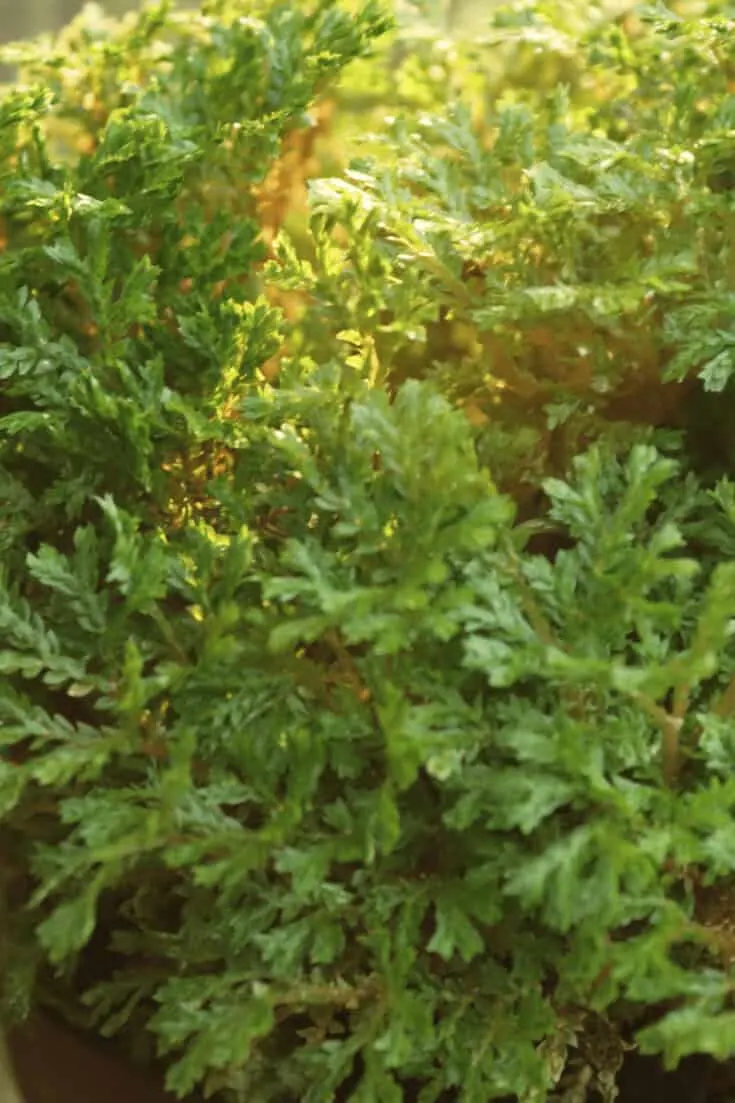 Selaginella kraussiana needs constantly moist soil