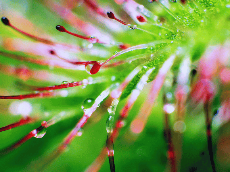 Sticky fluid on hair-like structures is used to imprison insects