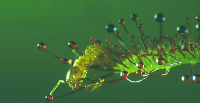 Sundew Drosera