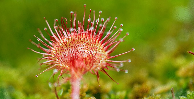 How To for Sundew Plants #1 Best Guide
