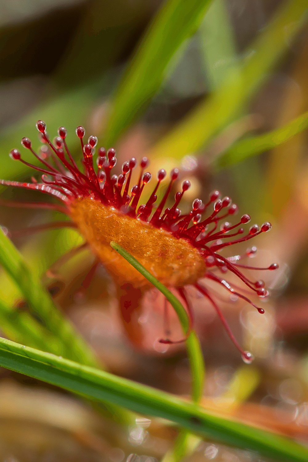 Sundew plants are praying on insects using their leaves as traps