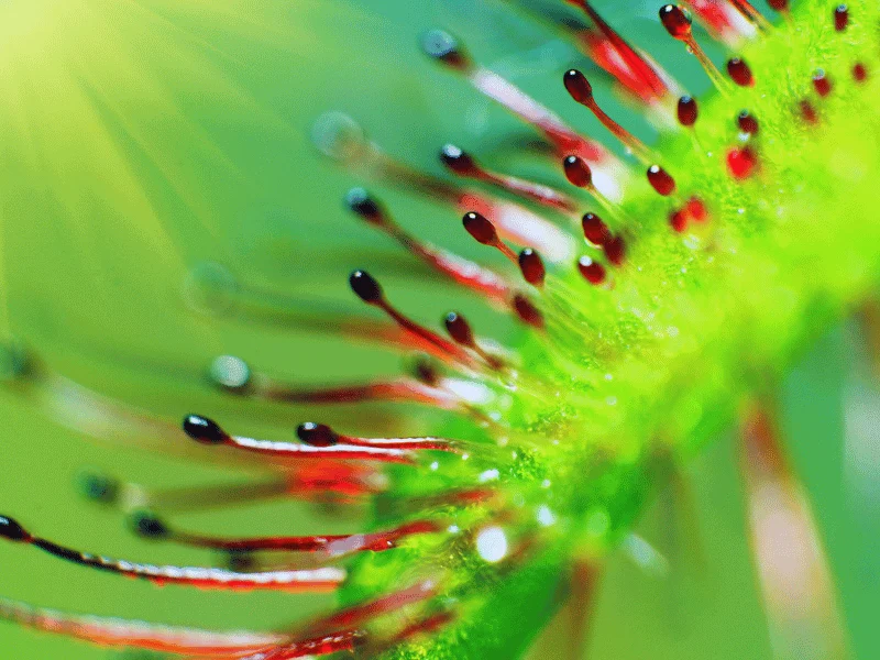 Sundew plants are very sensitive to water and do not well when watered with tap water.