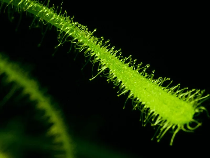 Sundew plants prefer wet conditions and need lots of light