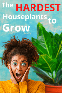 Hardest Houseplants to Grow