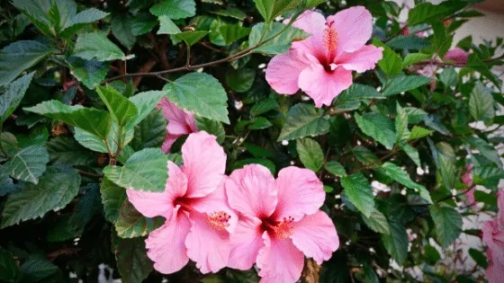 The Hibiscus Plant has stunning flowers